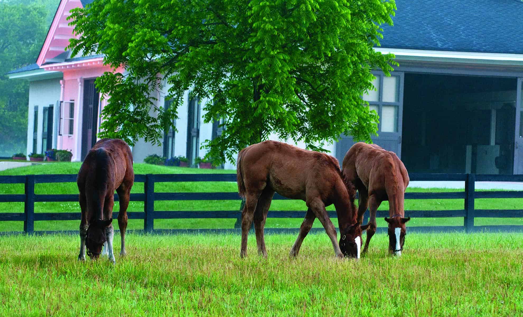 VISIT HORSE COUNTRY Visit Horse Country Kentucky