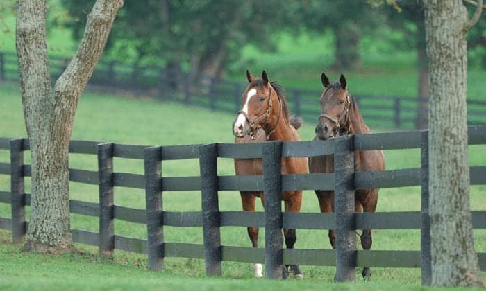 VISIT HORSE COUNTRY | Mill Ridge Farm