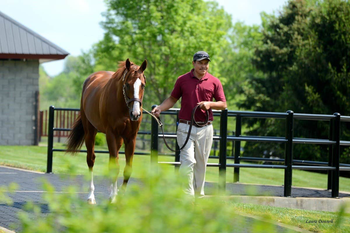 Visit Horse Country 