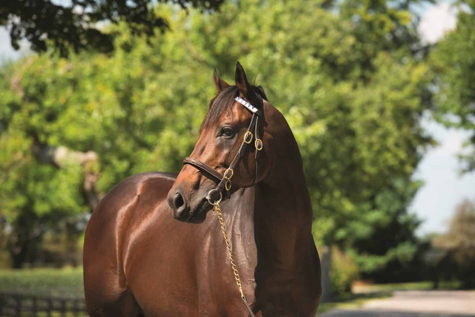 new york derby horse