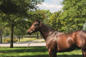 Horse Country Connections to the 2026 Preakness Stakes