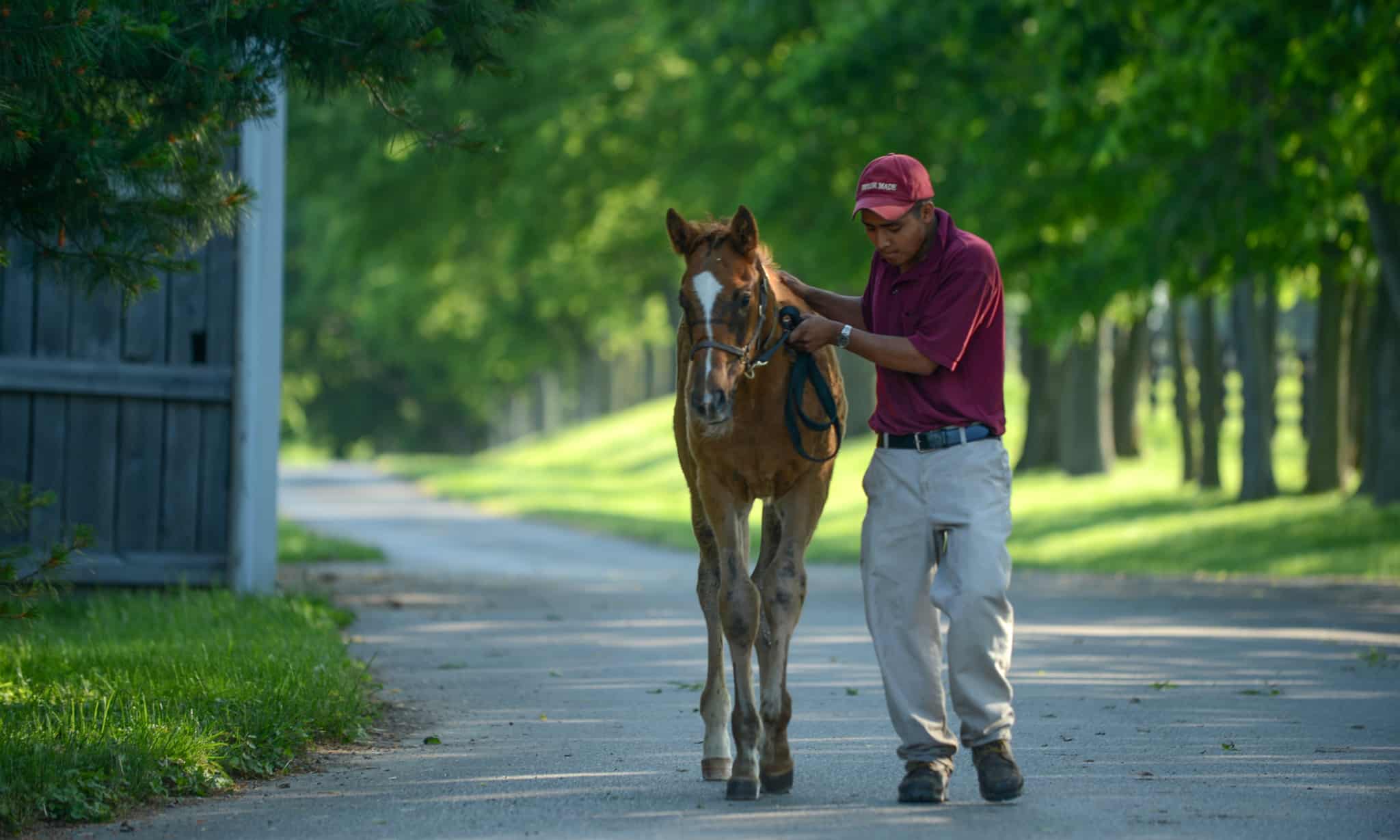 VISIT HORSE COUNTRY Taylor Made Farm
