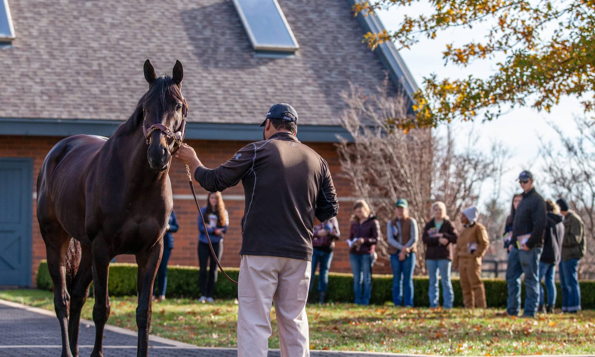 VISIT HORSE COUNTRY | Stallions