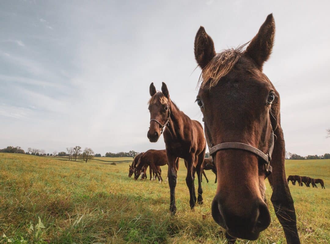 VISIT HORSE COUNTRY About & Contact