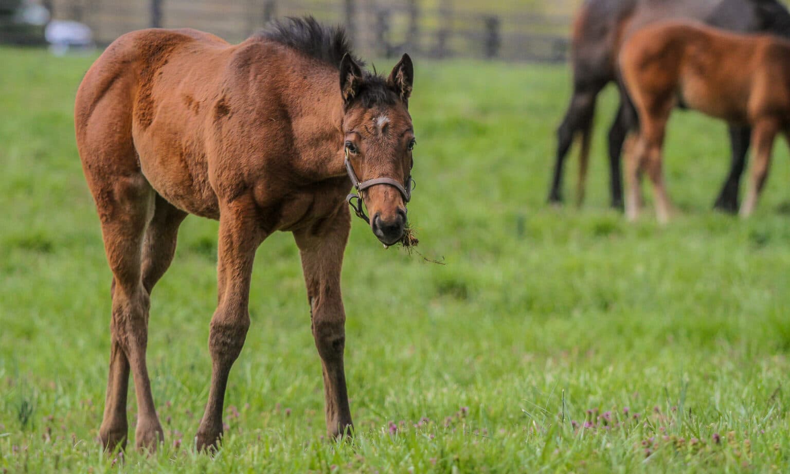 VISIT HORSE COUNTRY Godolphin