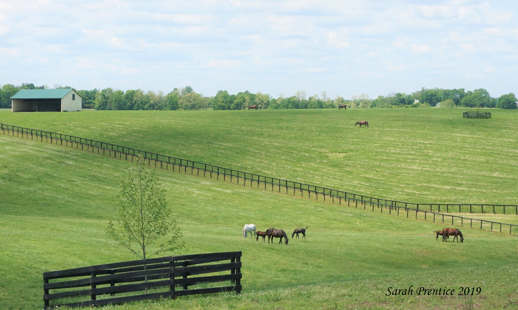 VISIT HORSE COUNTRY Runnymede Farm