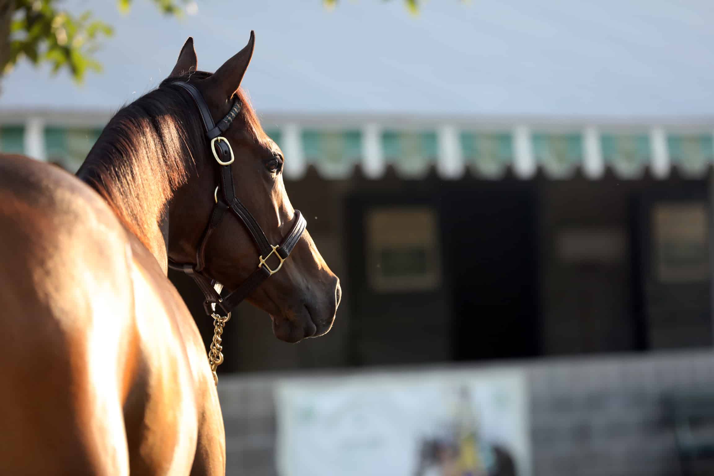 VISIT HORSE COUNTRY Keeneland September Yearling Sale Begins