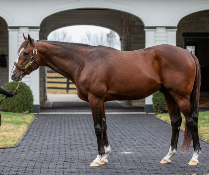 VISIT HORSE COUNTRY | Life Cycle of a Thoroughbred