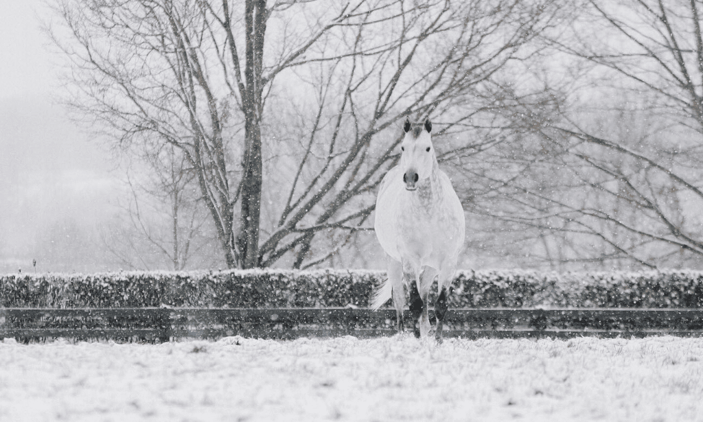Winter Guide to Horse Country