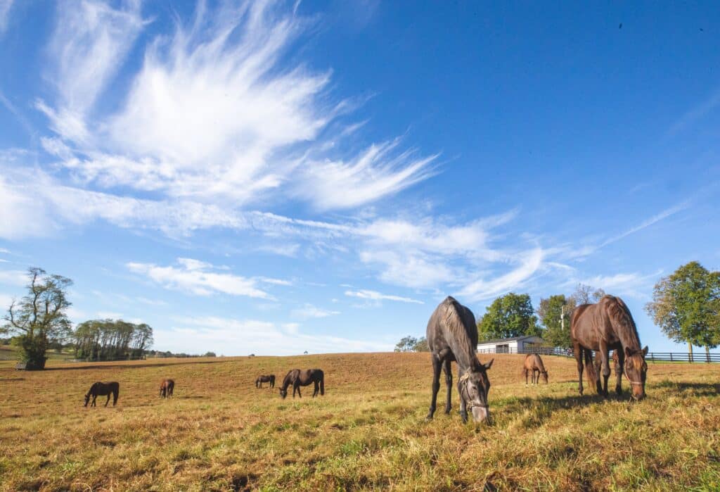 VISIT HORSE COUNTRY Itineraries