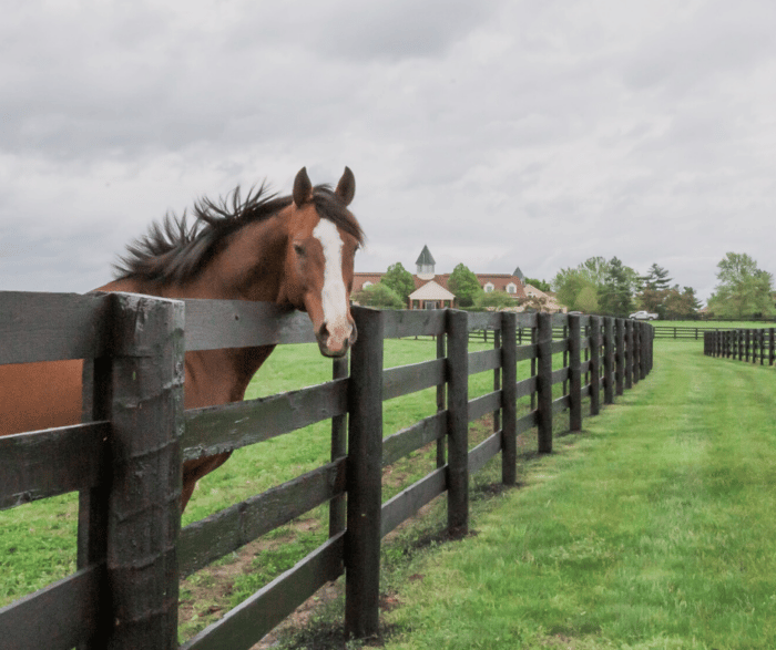 VISIT HORSE COUNTRY Versailles & Midway, Kentucky Itinerary