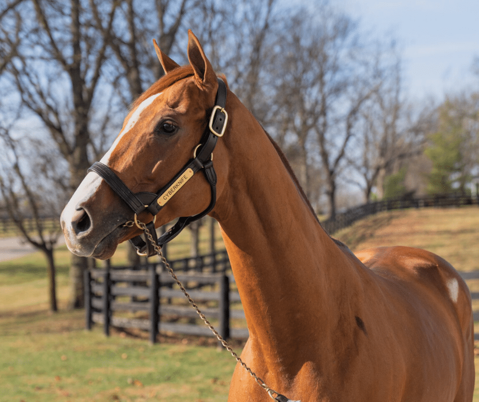 Horse Country Connections: Pegasus World Cup