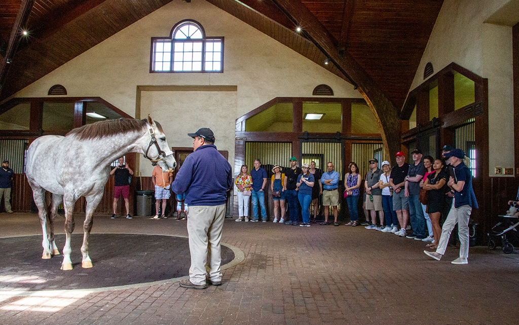 coolmore stud tours