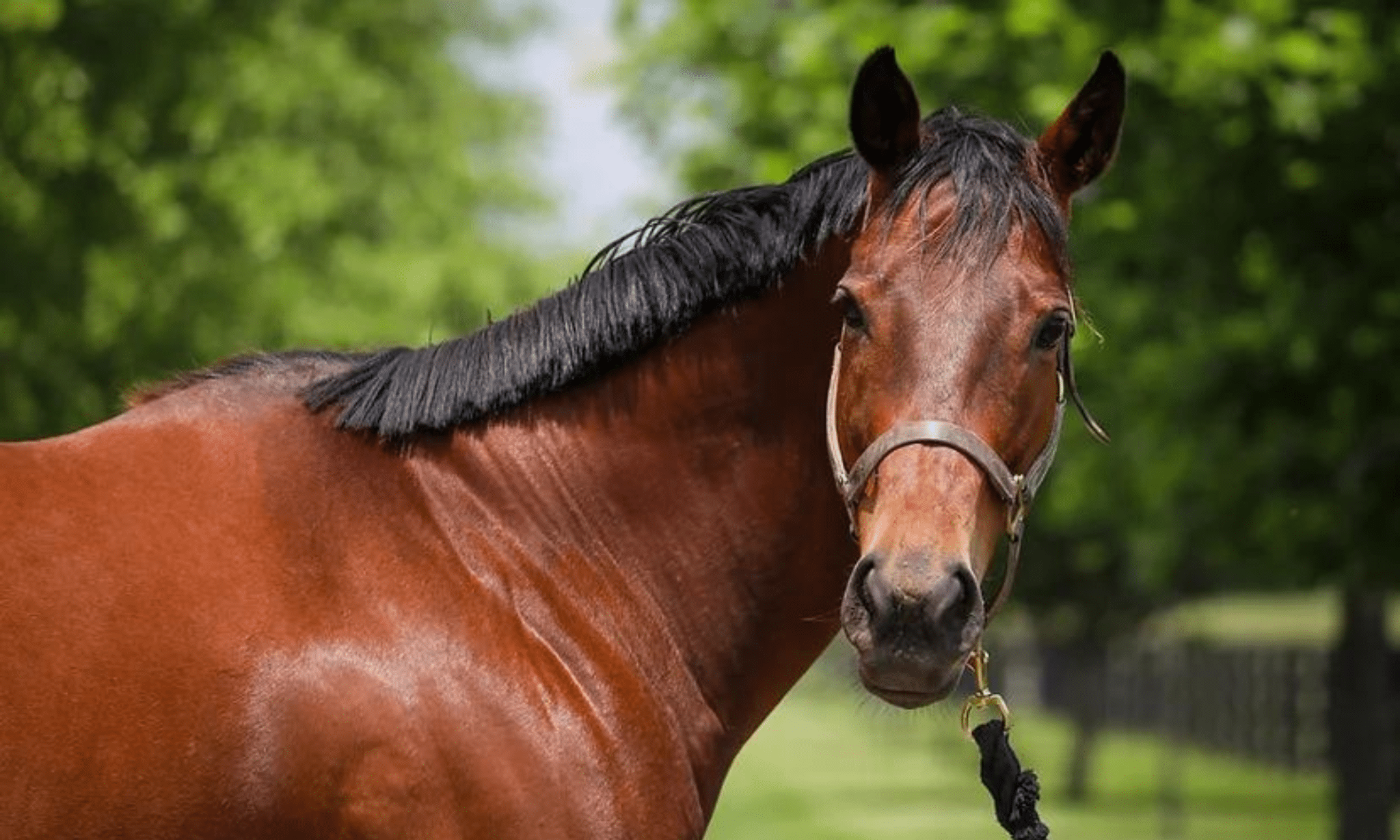 Meet the September Adoptable Horse of the Month