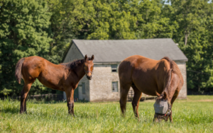 Horse Farm Tours for History Lovers