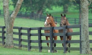 Spend a Summer Day in Lexington, Kentucky
