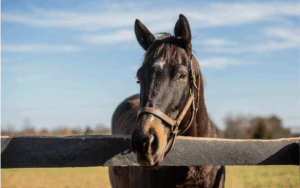 Horse standing behind a black fence with grass field and a blue sky in the background