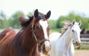 Sanctuaries & Adoption