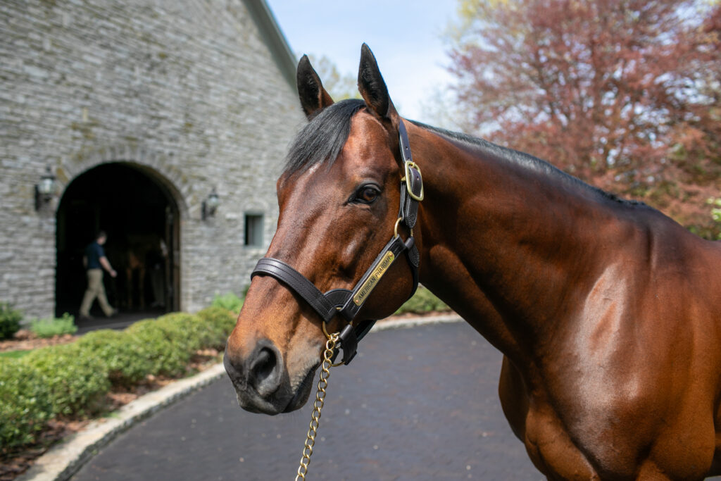 American Pharoah on horse farm tour at Ashford Stud