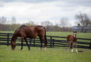 Mare and foal out in a pasture