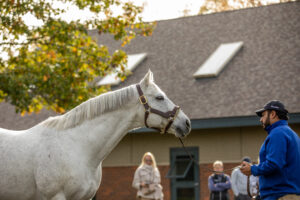 The Sport of Kings: Stallion Farms in Kentucky