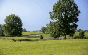 A Summer Day in Prospect and Louisville, Kentucky