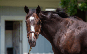 Horse Farms to visit during BreyerFest