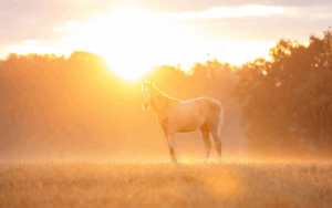 Celebrate 10 Years of Horse Country!