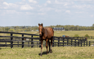 Spend the day in Nicholasville, Kentucky