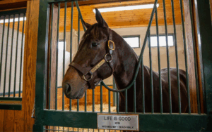 Stallion Meet and Greet at WinStar Farm