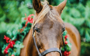 Deck the Stalls: A Holiday Celebration for the Horses