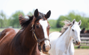 Purses for Ponies benefitting the Kentucky Equine Adoption Center