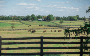Experience Paris, Kentucky Style