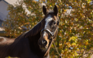 Tiznow's Birthday Party at WinStar Farm