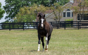 Horse Country Connections to the 2026 Kentucky Oaks