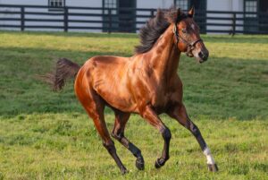 Preakness Stakes Winners in Horse Country