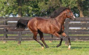 Belmont Stakes Winners in Horse Country