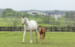 Kentucky: The Land of Horses and Bourbon