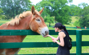 Neigh-maste: Yoga with Draft Horses